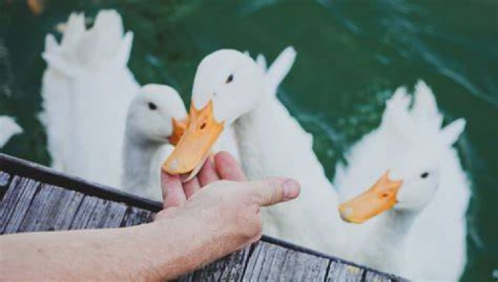 Do ducks have feelings?
