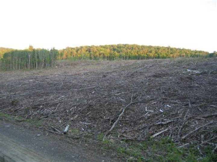 Does clear cutting cause erosion?