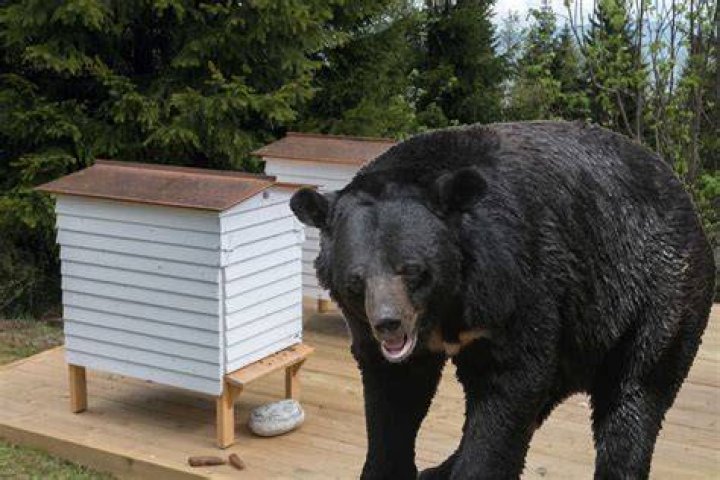 How do beekeepers keep bears away?