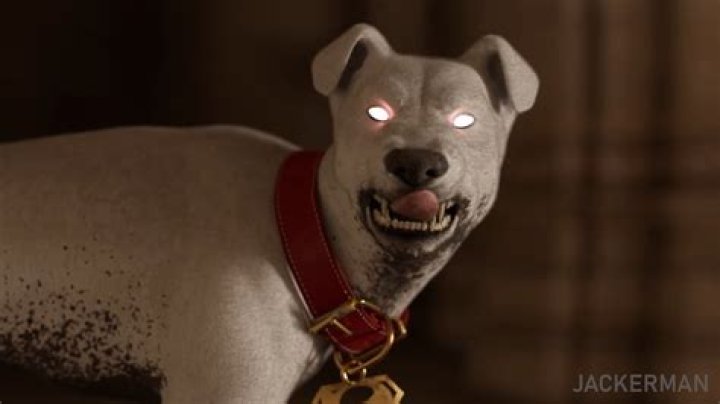 Unveiling The Secrets Of The Jackerman Dog: Discoveries And Insights