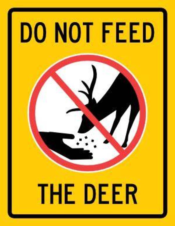 What should you not feed deer?